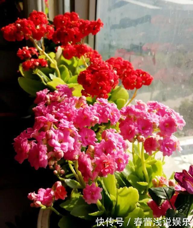 客厅最旺宅的6种花，一种比一种好养，一棵比一棵好看