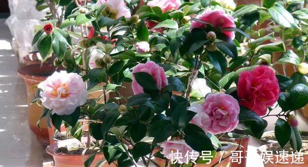 养殖茶花,盆栽里放上它们,保管枝叶繁茂长爆盆、嗖嗖窜花