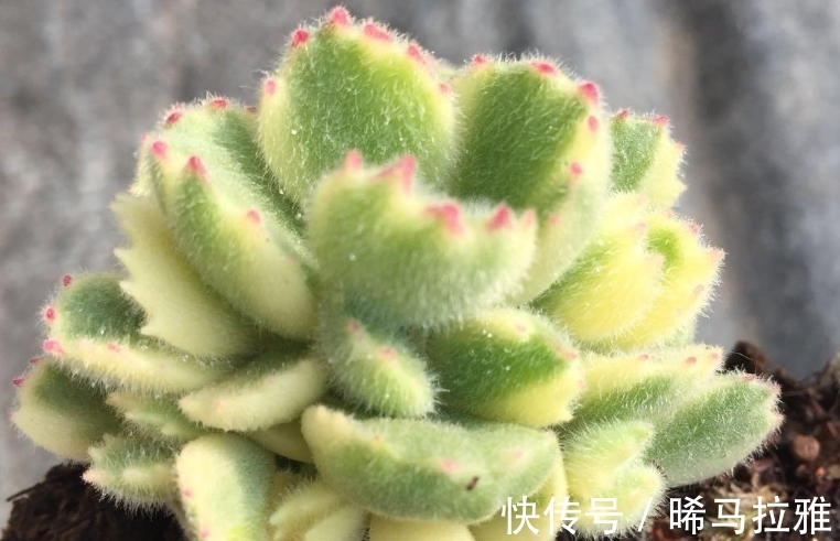 多肉白熊看起来养护难度颇高,但只要掌握方法,新手也可将它养好