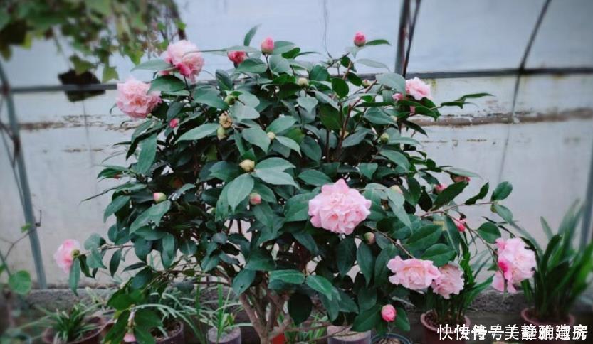 黄叶|家中常见的6种花是“醋罐子”,多浇点酸水,叶子才能绿得发亮