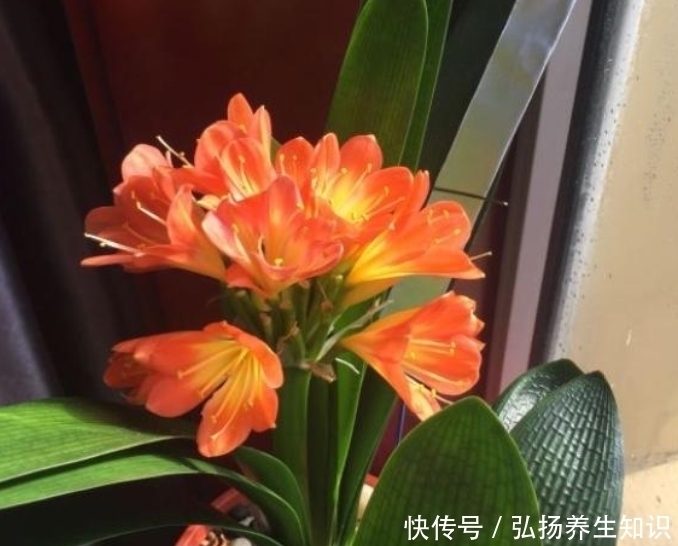 家中养君子兰,学会4个“方法”,叶片整齐油亮,棵棵开花大又艳