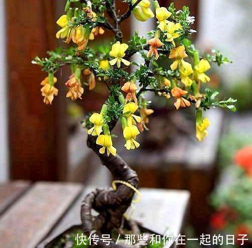 这3种“盆景”个子虽小,却香飘十里,除螨抗菌,客厅最好养1盆!