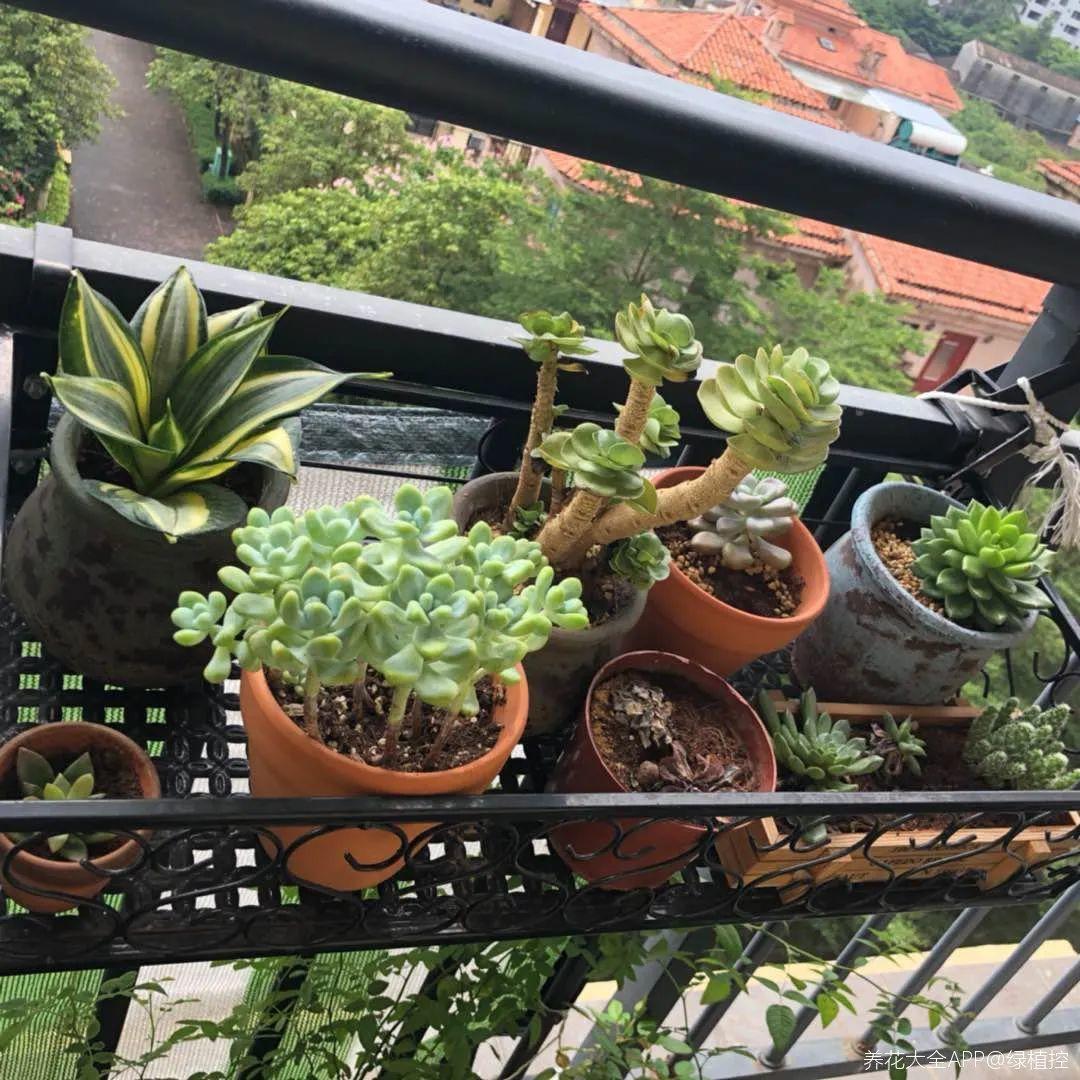 4种养花夺命水,秋天不要浇,一浇花就死!