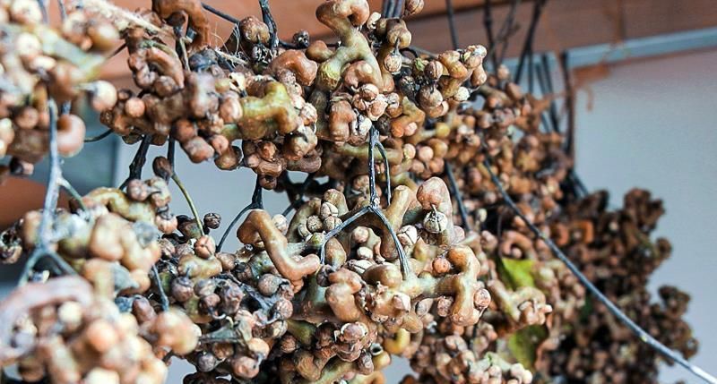 下霜后才成熟,常以为是假水果却甘甜如蜜,真正价值却少人知