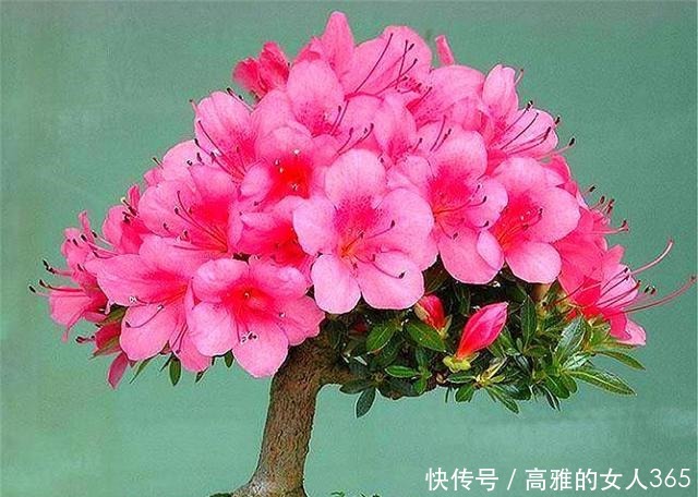 杜鹃花有“3怕”,难怪叶子发黄开花少,学会了花朵又大又鲜艳
