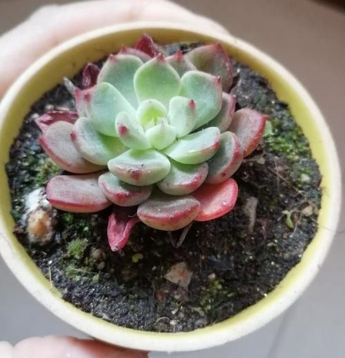 入春想“控养”多肉，满足“三前提”，憋出一圈崽，养成肉墩子