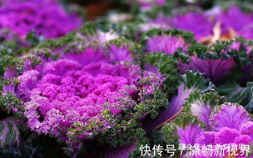 做梦都想变成花的青菜,梦想成真!逆袭成功变盆栽,教你养护方法