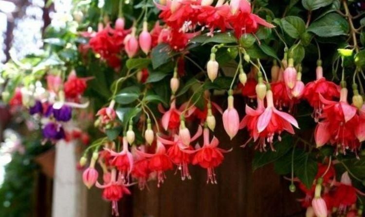 4种花,一到夏天就闹脾气,浇不得、晒不得,一言不合死翘翘