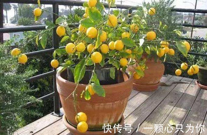 4种“杀菌花”，冬天养几盆，清香漂亮，空气清新，家里人少生病