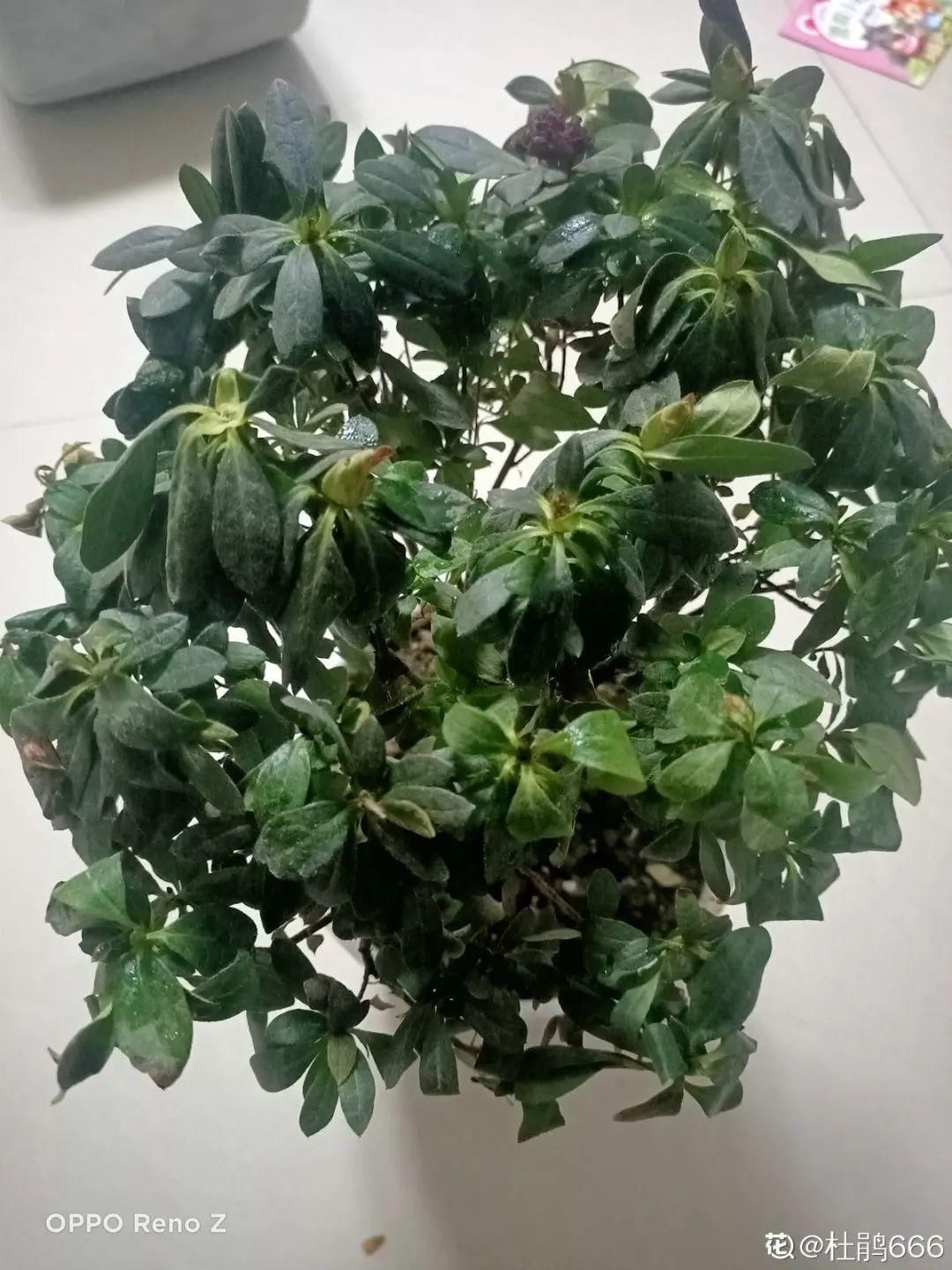 浇水|警惕秋老虎，别让你的花，度过夏天，却死在秋天