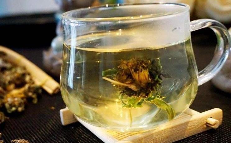 清热解毒|医生提醒:一壶蒲公英水可喝到医院去,有4个“禁忌”需知晓!