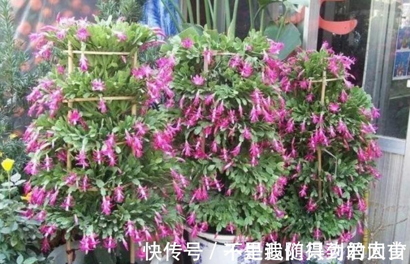 水杨酸|蟹爪兰想要“花苞”长的多,往盆里加1物,开花不停,拦都拦不住