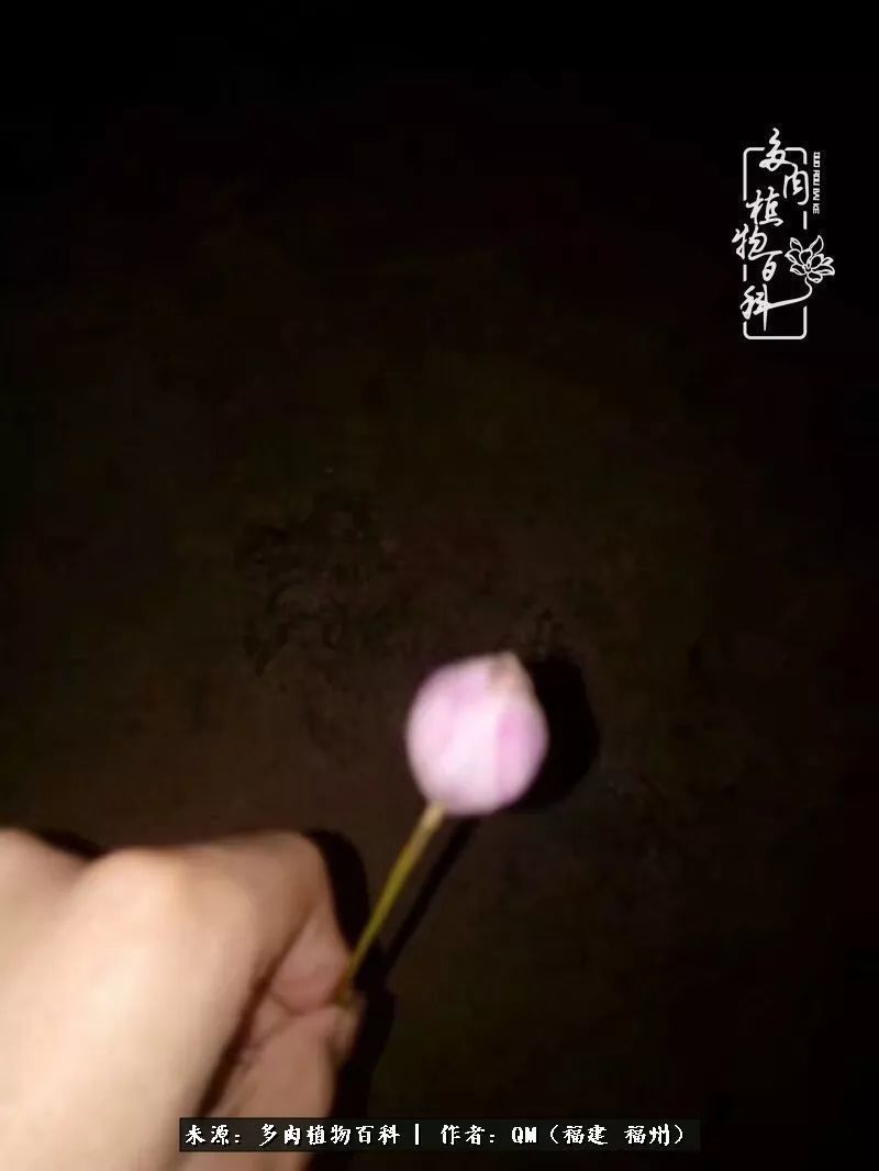 寒山转苍翠,秋水日潺湲——多肉未央,睹物思人!