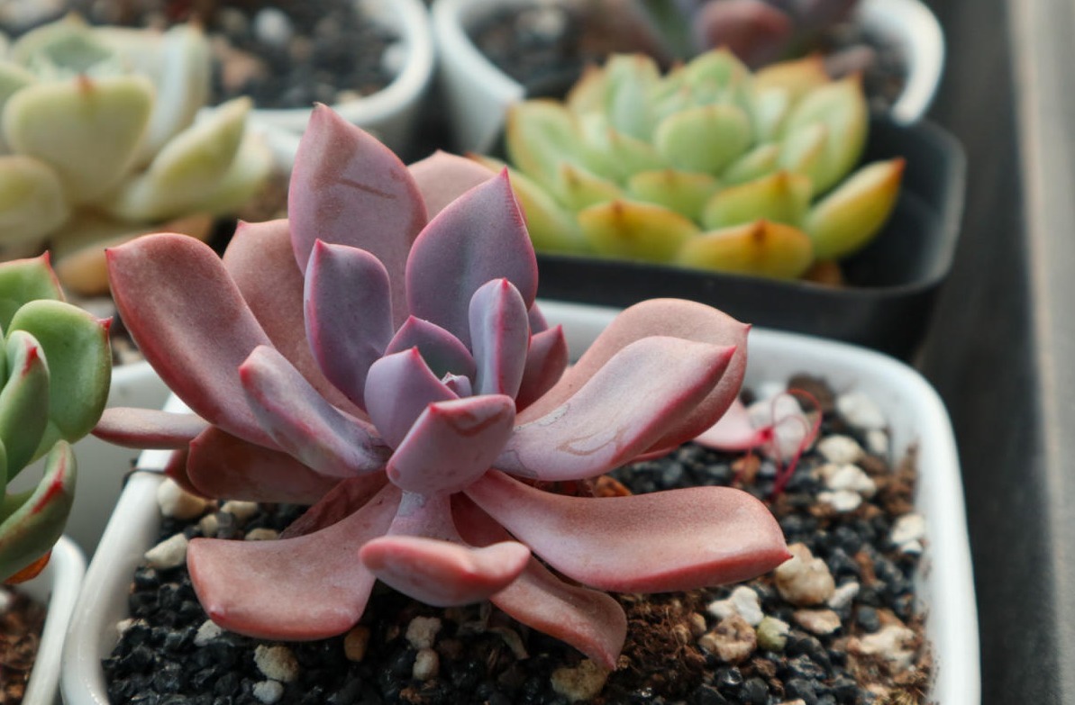 多肉植物|多肉别再扦插了,用这方法简单又高效,一盆变多盆!