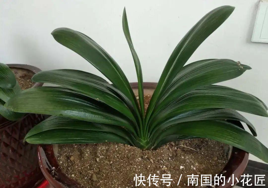 叶片|夏天怕晒的花,赶紧搬到阴凉地儿,再晒成枯杆了