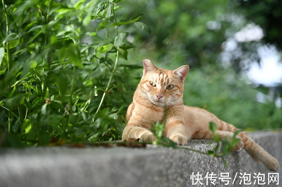 自然虚化|画质很锐利！尼康Z 28-75mm f/2.8镜头实拍样片