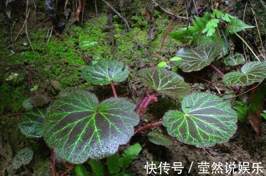 入药|阴沟里长的野草，有人挖去观赏却不知能入药，晒干后卖40元一斤