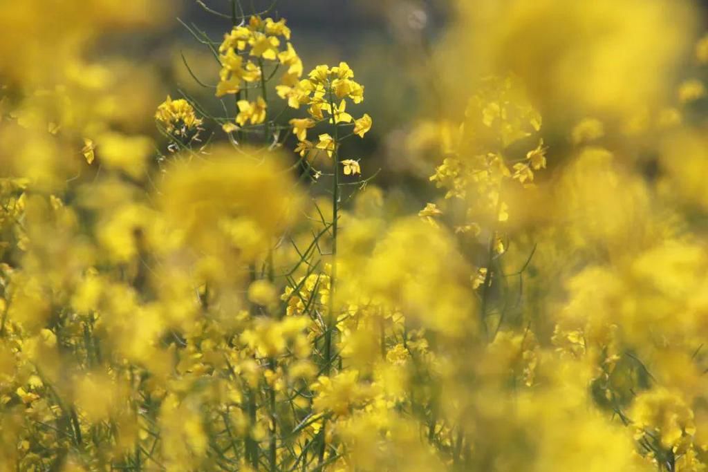 油菜花香醉春光