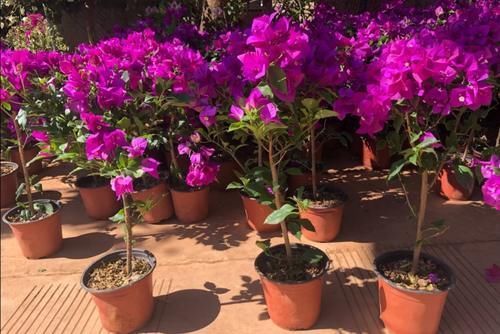 植株|冬天三角梅开完花,给它做好这几件事,休整好,来年才能开花更多