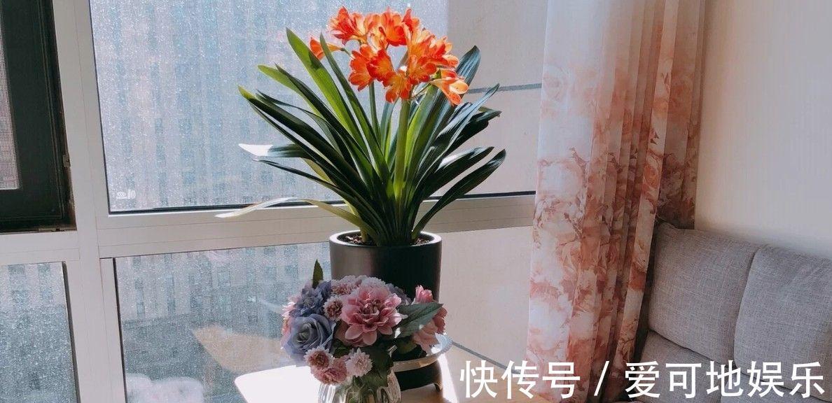 君子兰“富养”好,5个小技巧,花箭“窜高个”,开花多又大