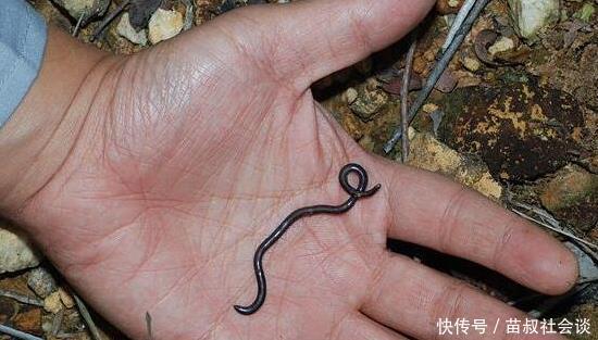 世界上最小的蛇 钩盲蛇 长15厘米能钻进人的耳朵 快资讯