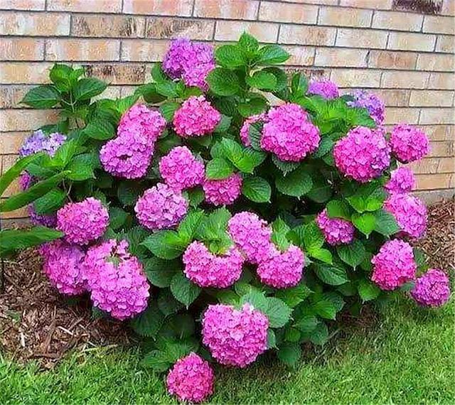 绣球花开爆了,花后早做2件事,枝繁叶茂长得壮,来年开成大花球