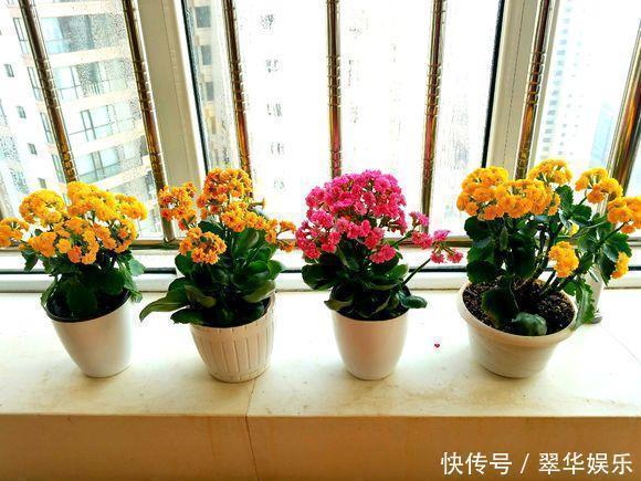 养花|养花的秘密小盆养好花,大盆养死花,知道为什么吗