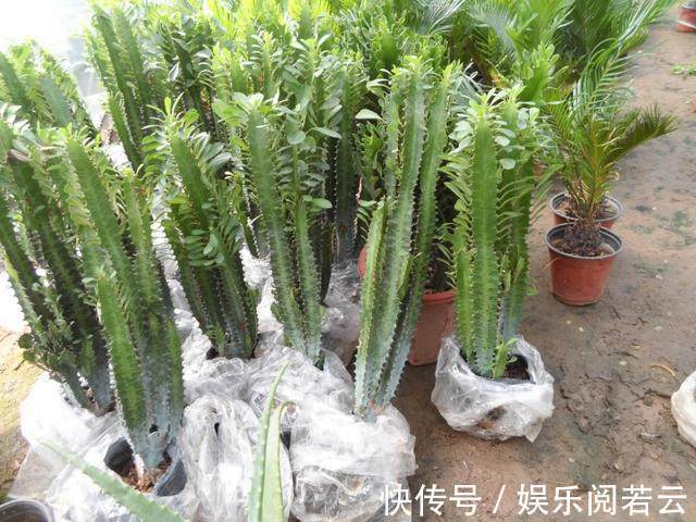 麒麟掌|花卉市场看见此几种多肉别买,长大后是有毒性的