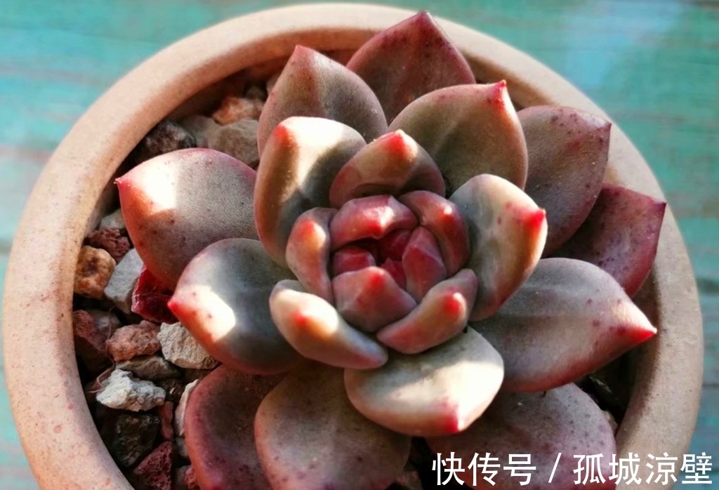 当气质出尘的雪莲遇上它们，就有了风姿各异的多肉，看看你有哪种