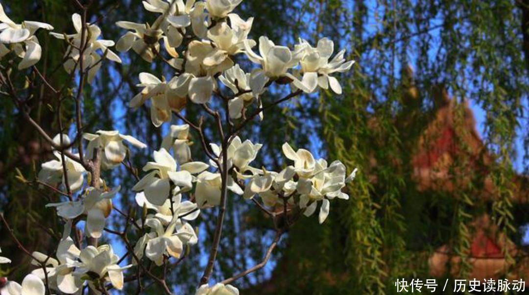 清朝大诗人袁枚最美的一首诗,只有短短20个字,写出了最美的春天