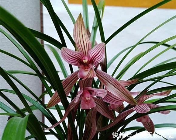 养兰花,牢记一个字,开花够豪气