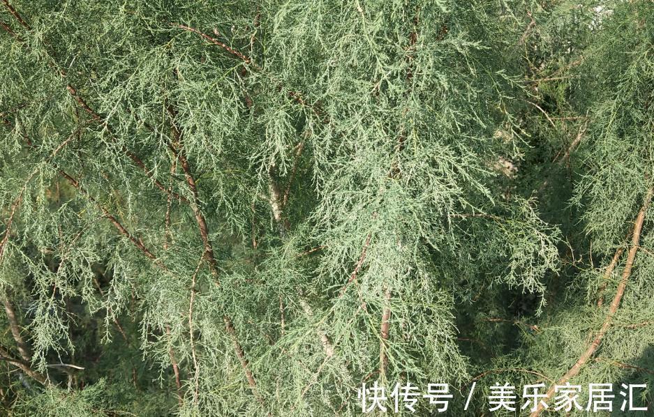 梭梭树到底长什么样，好多人在蚂蚁森林忙活了半天都一定没瞧过