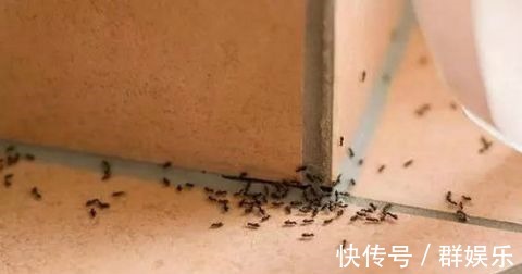 用完的鸡蛋壳千万别扔,不然让你超后悔