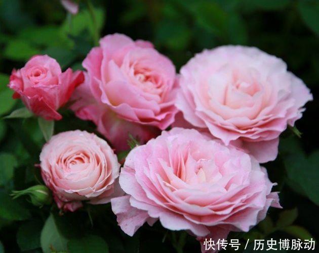 冬天养几款花卉,风吹开花旺,四季开花不断,阳台变成小花园