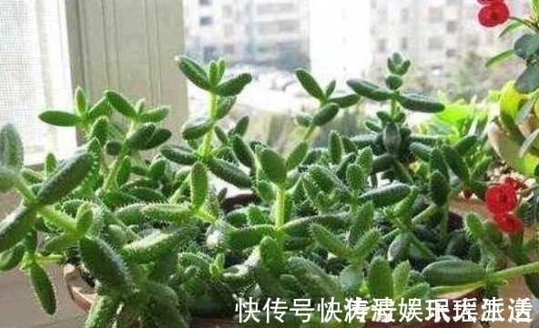 栀子花|栀子花、茉莉花、都爱喝“1种液体”,用后叶子绿、开花旺