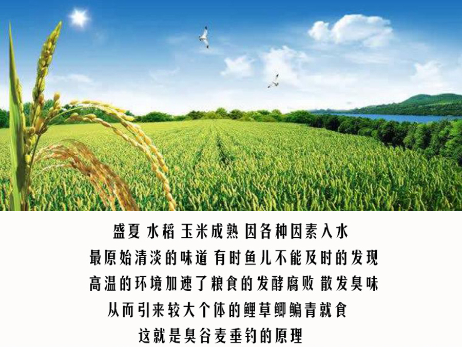 用起来简单,也就三招,老大爷传授的“臭谷子”钓法,专攻大鲤鱼