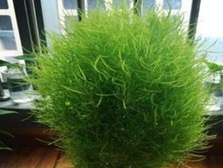 文竹|有“3种植物”,长得像文竹,但比文竹更油绿,养在家里面美爆了