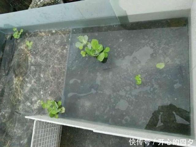 楼顶|钓鱼太多吃不完,又送不出去,楼顶搭个鱼池养起来