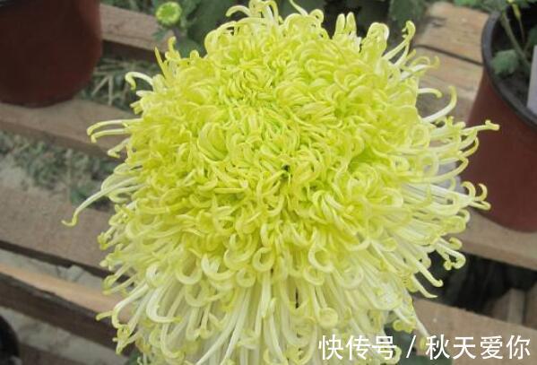 养花|喜欢养花,就养这几款,花开满院飘香,花朵妖绝迷人