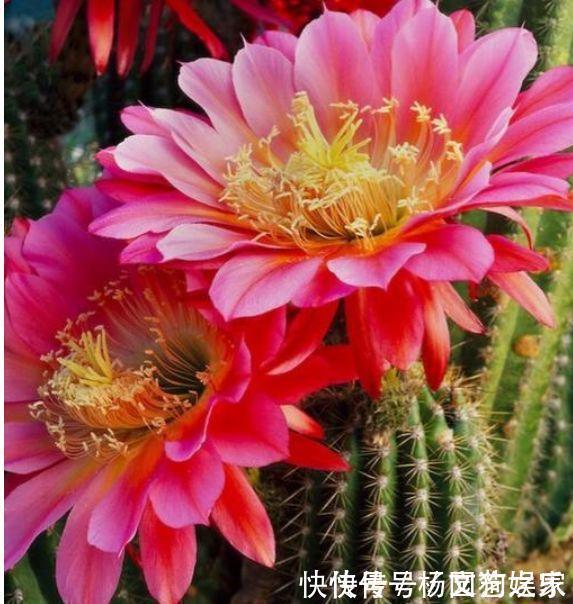 4种花养家里，旺运又招财，财源滚滚，养在阳台极美了