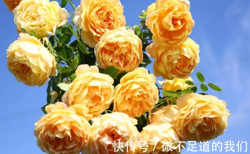 它们是有着“花中皇后”称号的月季,却又被赞誉为“仙女”