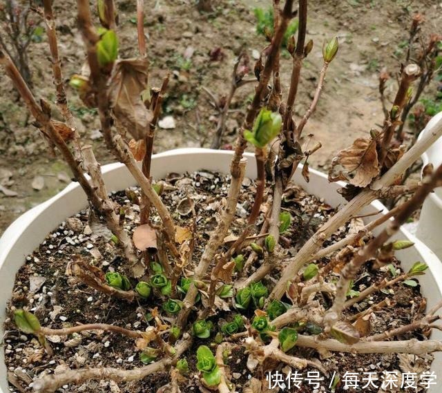 绣球花|6种“欠冻花”,冬天会假死,闷着头憋新芽,春天一到,砰砰爆花