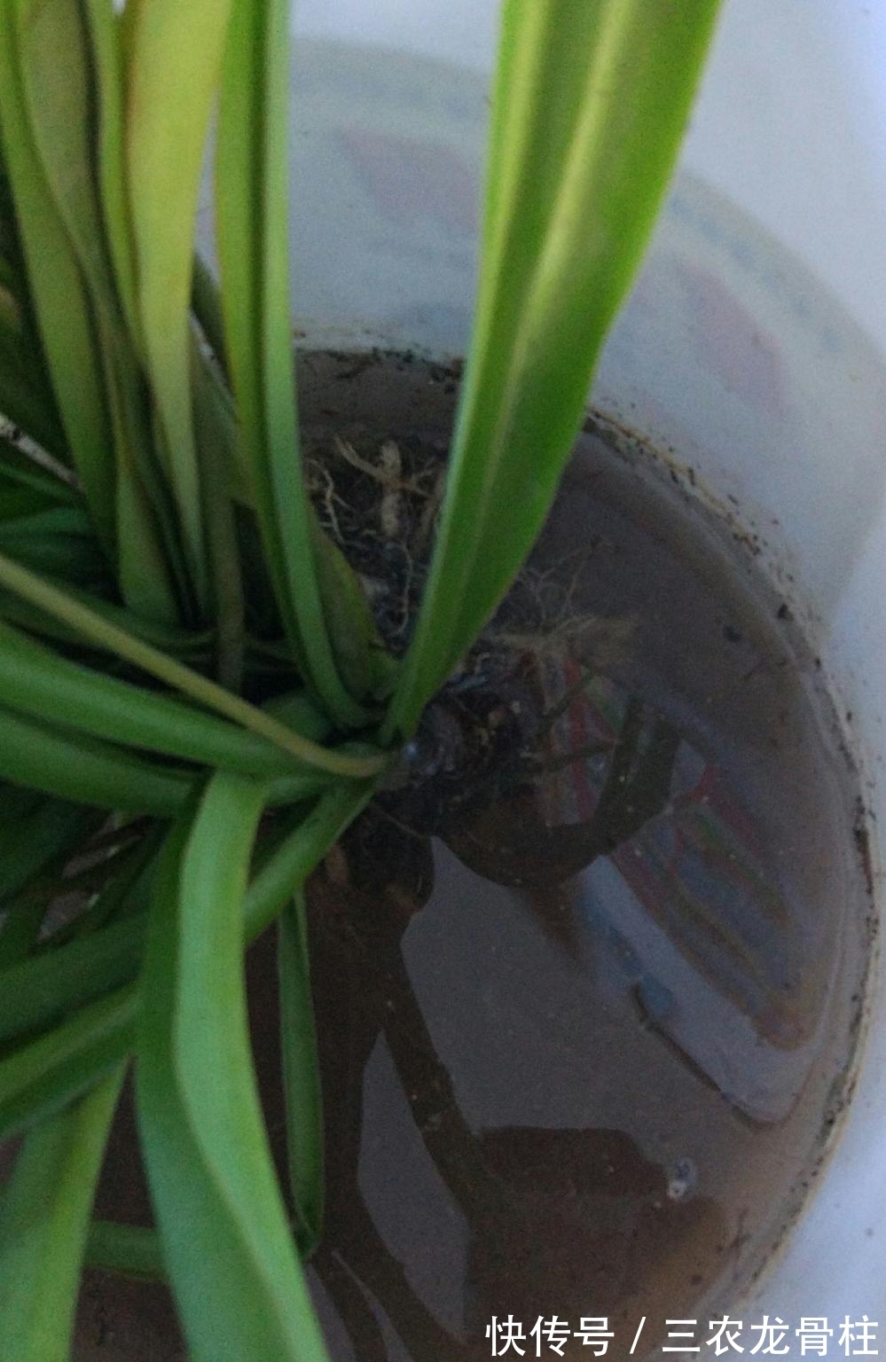 健壮|知道了这几点, 吊兰长的又高又健壮, 叶片比君子兰的叶片还宽