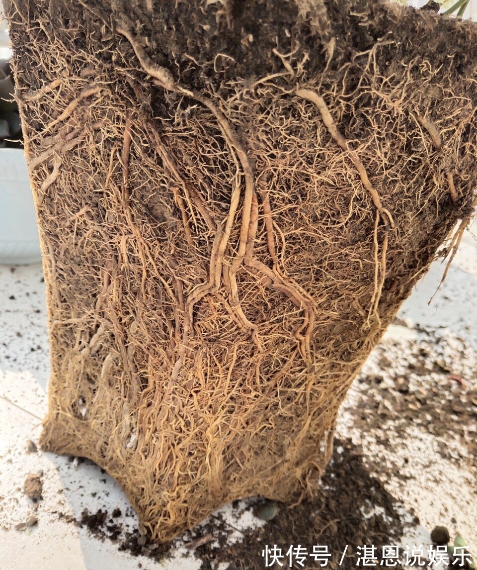 黄叶|养文竹总是黄叶,找准3个原因,长得茂密旺盛,变成“翠绿球”