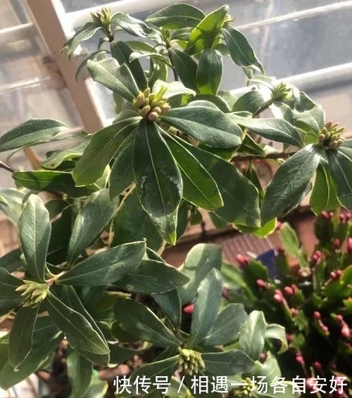 金边瑞香要怎么养才能长势旺盛,及时开花?