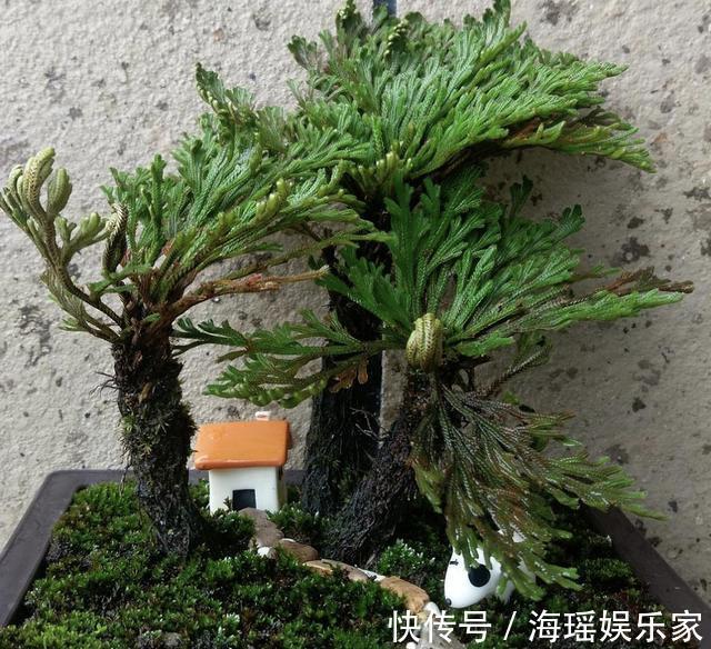花友们|此种“野草”在山崖上,被称为“九死还魂草”,当盆栽变值钱