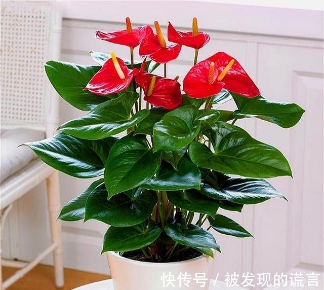 养不黄叶|买回家的红掌这么养不黄叶一直开花