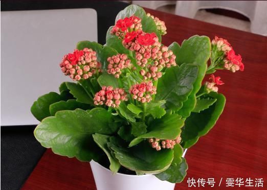 阳台|这几种花远离阳台，温度一高就晒黄叶，一时半会无法返青