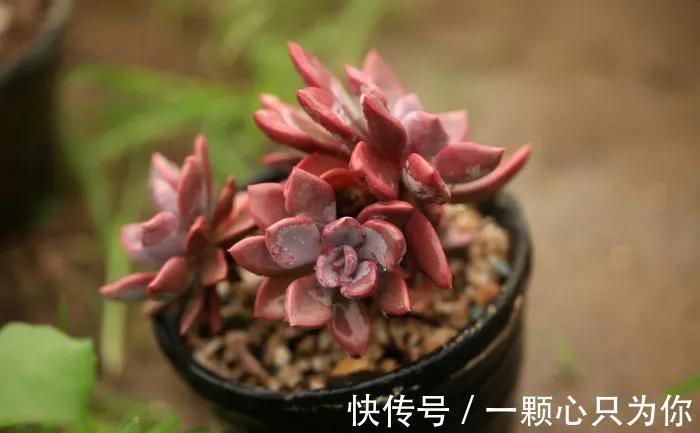 养多肉选黛比，全年保持紫红色，秋季繁殖很轻松，一盆变多盆