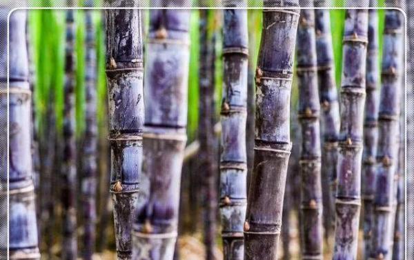 丝瓜汤|子宫肌瘤“最讨厌”的几种食物,女人常吃,帮你活血化瘀消肌瘤